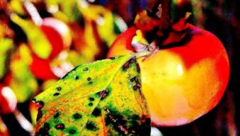 一枚の葉っぱがついている柿をアップで写した写真