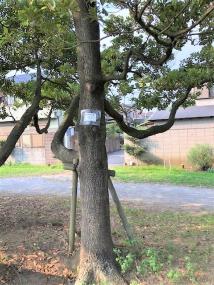 沢山の緑色の葉をつけた1本のタブノキの写真