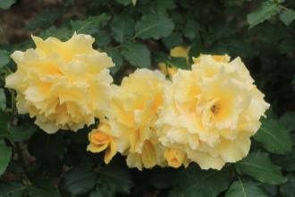 黄色のバラが3輪咲いている様子をアップで写した写真