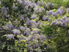 森林公園に沢山の藤の花が咲いている様子の写真