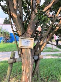 樹名板がつけられたサルスベリの木の写真
