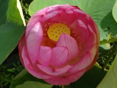 薬師寺に咲くピンク色の蓮の花の写真
