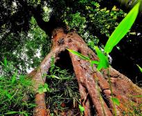 根を露出させた巨大な古木を下から撮影した写真