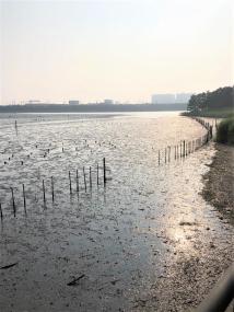 潮の引いた砂泥地を夕日が照らしている写真