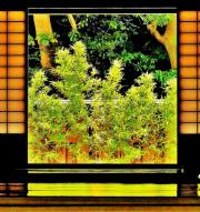 旧鴇田家の室内から草木の生えた庭を望んだ写真