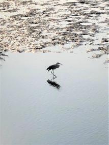 水辺を歩く1羽のサギの写真