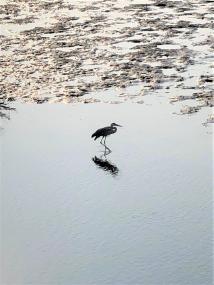 水辺を歩く1羽のサギの写真