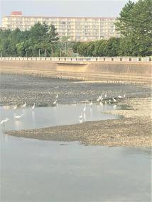 白サギが水辺に集まっている様子の写真