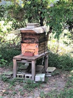 台の上に養蜂箱が設置されている様子の写真