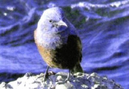 水辺の岩にとまっている頭から翼にかけてのダークブルーの色をしたいそひよどりの写真