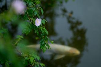 水の中の鯉を背景にピンク色の花を写した写真