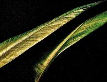 真っすぐに伸びた細長い観葉植物の写真