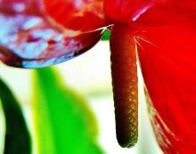 赤色の仏炎苞と肉穂花序をアップで写したアンスリウムの写真