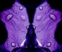 紫色の花菖蒲に水滴がついている写真