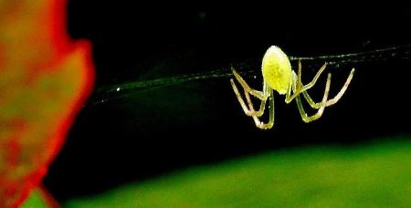 蜘蛛の巣にいる蜘蛛をアップで写した写真