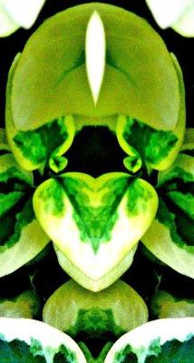 ハートの形などをした黄緑色の観葉植物をアップで写した写真