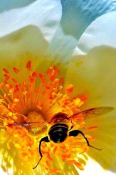 黄色の花の蜜を吸っているミツバチの写真