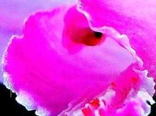 鮮やかなピンク色のエビネの花をアップで写した写真