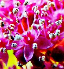 花の先端が白い柱頭の鮮やかなピンク色のガクアジサイの写真