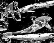 錦鯉が泳いでいるモノクロ写真