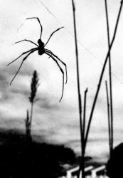 蜘蛛と蜘蛛の糸を写した白黒写真
