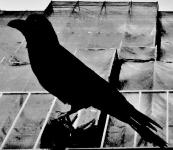 1羽のカラスの白黒写真