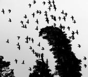 たくさんの鳥が集まって飛んでいる白黒写真