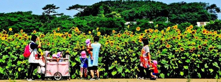 保育士3人と、6名の園児たちがお散歩途中に沢山咲いている向日葵を見ている写真