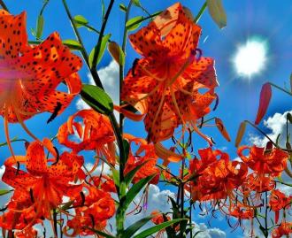 オレンジ色の花びらに黒い斑点が付いたオニユリが沢山咲いている写真