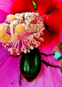 緑色に輝く黄金虫がピンク色の花の中央に潜り込んでいる写真