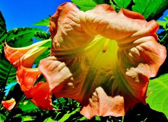 薄いオレンジ色をした花が咲いている写真