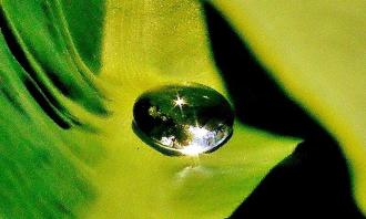 葉っぱの上の1粒の水滴が太陽の光に反射し輝いている写真