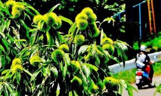 木に沢山なっている緑色の毬栗の写真