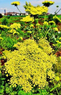 人参の小さい黄色い花が沢山咲いている写真