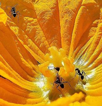 黄色いスイカの花の中央に集まっている3匹のありを写した写真