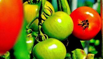 赤く熟れたトマトや緑色のトマトが房に実っている写真