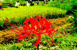 畦道に咲いている1輪の深紅のヒガンバナをアップで写した写真