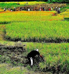 田んぼで稲刈りをしている人がいる田園風景を写した写真