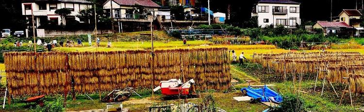 5段のジャンボ稲架掛けと、複数の通常サイズの稲架掛けが見られる田んぼの写真