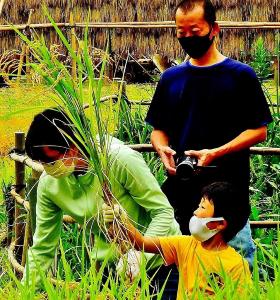 刈った稲を右手で上に持ち上げじっと見ている男の子の写真