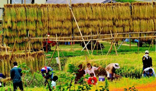 奥にジャンボ稲架掛け櫓があり、手前で稲刈りをしている人達の写真