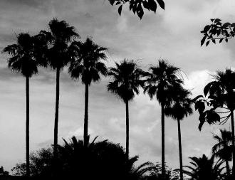 6本のヤシの木が並んでいる谷津の白黒風景写真