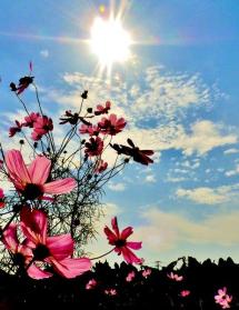 太陽の光の下で、ピンク色のコスモスが咲いている写真