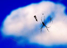 手前に蜘蛛の巣にいる蜘蛛、奥に青空に白い雲が写っている写真
