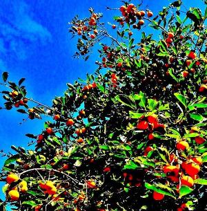 木に沢山の柿が実っている写真