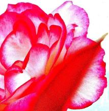花びら全体は白く、端が赤くなっているバラと、バラの前に写りこんだ赤い葉っぱの写真