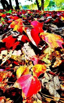 地面に落ちている赤や黄色の落ち葉の写真
