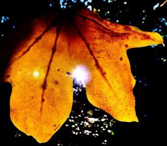 1枚の黄色い葉っぱの間に見える太陽の光の写真