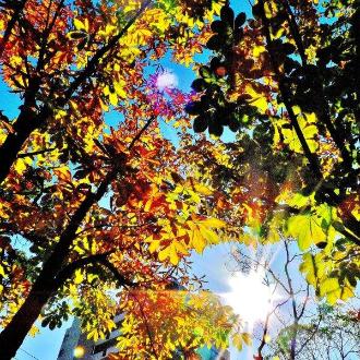 下から見上げるように写した、木々のすき間から射した太陽の光が木の葉を黄色く照らしている写真