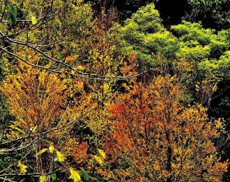 木々の葉が少しずつ黄色や、オレンジ色に色付いている写真